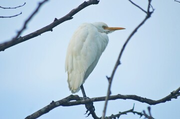 great blue heron ardea cinerea on a tree branch