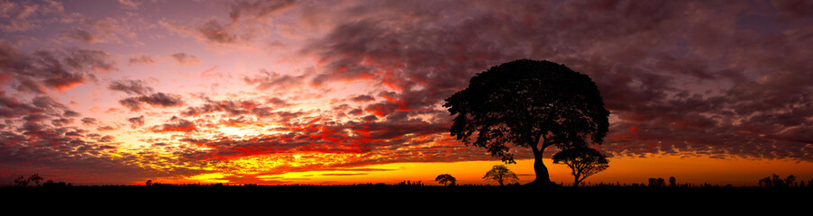 Big African tree silhouette over sunset, single tree on the field, beautiful panoramic image of nature at Africa, summer evening peaceful landscape of Masai Mara.Panorama Landscape Photo Concept.
