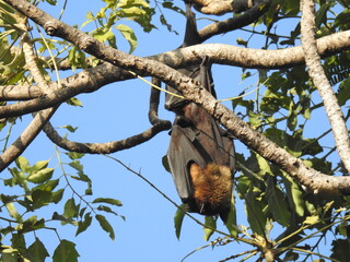 Big Bat hanging upside down to a tree branch