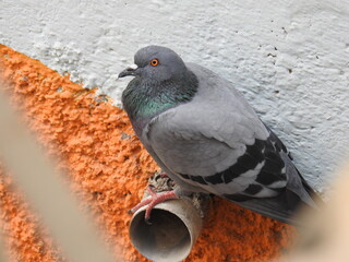 Perched Beautiful Grey Pigeon