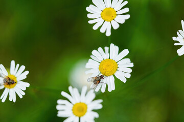 Chamomile flower with white petals and a yellow center on a background of grass