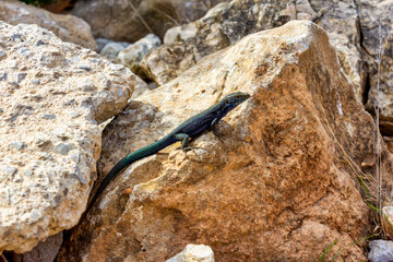 Cabrera Island lizard, Balearic Islands (Spain)