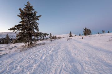 Fototapeta na wymiar Verschneiter Wald, Baumgrenze, Pallastunturi, Lappland, Finnland