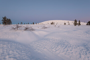 Verschneiter Wald, Baumgrenze, Pallastunturi, Lappland, Finnland