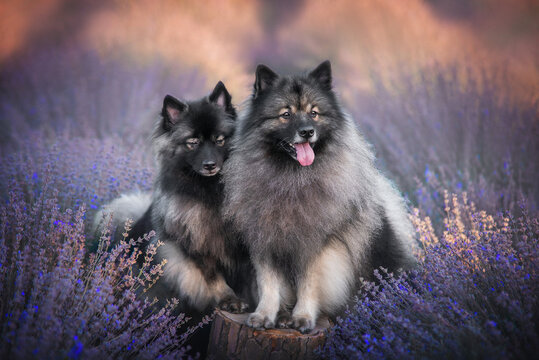 two happy keeshond wolfspitz dog standing in lavender on purple orange background
