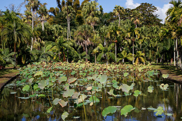 Pond with lotus flower plants at Sir Seewoosagur Ramgoolam botanical garden, Mauritius, Pamplemousse, Indian Ocean