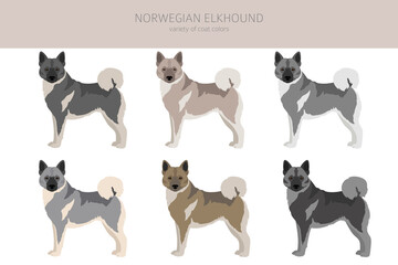 Norwegian elkhound clipart. Different poses, coat colors set