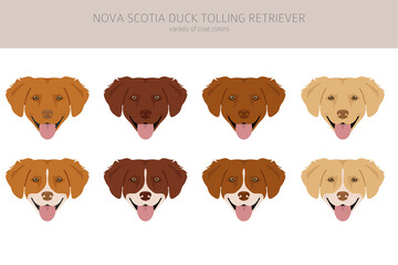 Nova Scotia duck tolling retriever clipart. Different poses, coat colors set