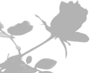 Summer background of the shade of a rose flower on a white wall. White and black for a photo or mockup