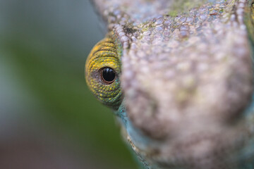 Chameleon on a branch with eye contact with the viewer. green, yellow red scales