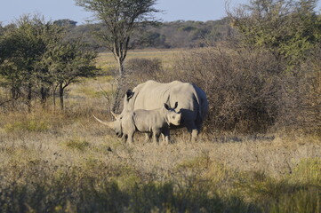 Obraz premium White Rhino Calf Looking