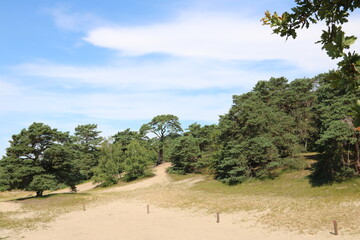Binnendünen Landschaft in den Verdener Dünen