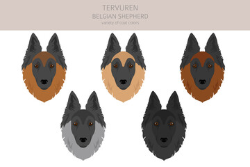 Belgian Tervuren clipart. Different poses, coat colors set