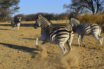 Fototapeta na wymiar Zebra kicking up dust