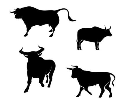 silhouettes of bull, design vector of bull, bull logo design, silhouettes of animals