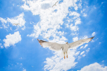 White seagulls is flying above the sea in the blue sky with cloud