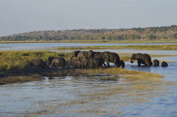 Fototapeta na wymiar Herd of Elephants crossing the Chobe river