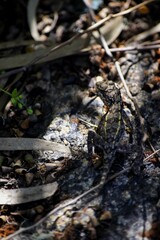 Lizard