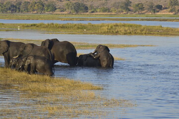 Herd of Elephants crossing the Chobe river