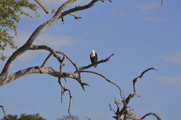 African Fish Eagle