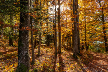 autumn scenery in the Waldviertel, Lower Austria, Austria