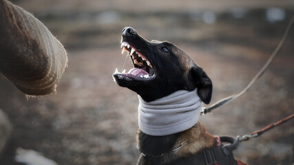 Protect dog belgian malinoise in training