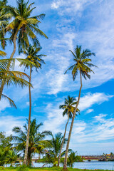 Fototapeta na wymiar Tropical palm trees with blue sky Bentota Beach Sri Lanka.