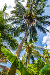 Fototapeta premium Tropical palm trees with blue sky Bentota Beach Sri Lanka.