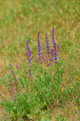 Hain-Salbei oder Steppen-Salbei (Salvia nemorosa)