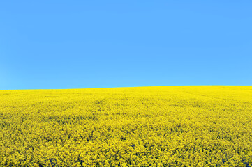 Obraz premium Canola field under blue sky in Canada. Canola was bred naturally from rapeseed in Canada and Canola means Canadian Oil, low acid