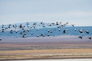 A group of cranes (Grus grus) is seen flying over Gallocanta Lake in Spain during an Autumn day. 