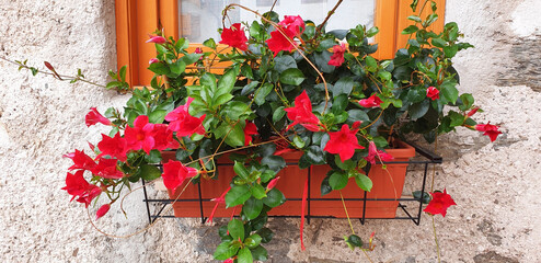 Fototapeta na wymiar A bush with red flowers mandevilla laxa blooms in a pot on a windowsill.