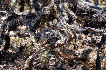 Desert Mouse hiding in Dead Cactus