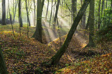 jesienny las Grądowy, parowy w lesie