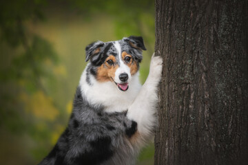 close up portrait of australian shepherd dog standing on the tree on green background