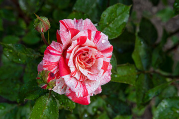 Beautiful colorful red and white rose on a greenery background in a garden during spring after rain. Tender drops of water spread all over. Close up . Selective focus. Top view
