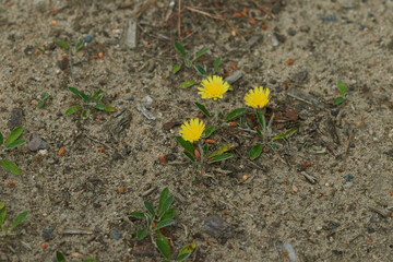 Kleines Habichtskraut (Hieracium pilosella)