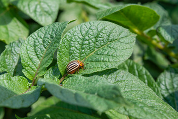 Colorado potato beetle, leptinotarsa decemlineata, known as ten-striped spearman or ten-lined potato beetle. Close view of a potato bug on green leaf, major pest. Agricultural. Selective focus.