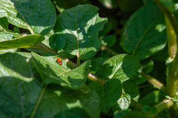 Close view of a mating coccinellidae, commonly known as ladybugs, ladybird beetles or lady beetles on green potato leaf. Agricultural concept. Selective focus. Perspective from above.