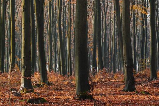 Buki, 120-letni las bukowy jesień © Piotr Szpakowski