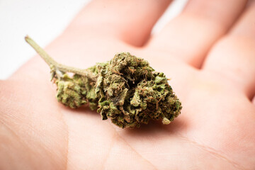 Marijuana bud on a female palm on a white background.