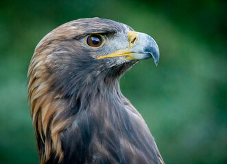Golden Eagle posing at raptor show in Auburn Alabama.