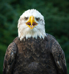 American Bald Eagle posing at raptor show in Auburn Alabama.