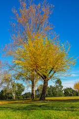 Fototapeta premium Beautiful outdoor park of Santa Margarida da Coutada with autumn colors. Trees with brown and yellow folliage in Constancia - Portugal