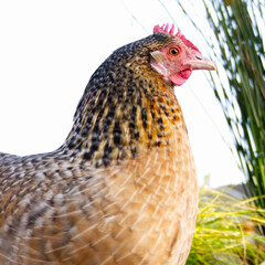 Portrait of a farmyard chicken
