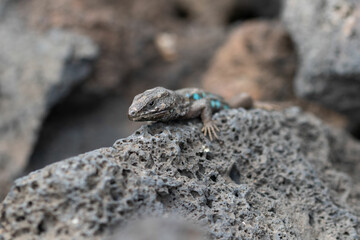 An Atlantic lizard watches me while I photograph it 