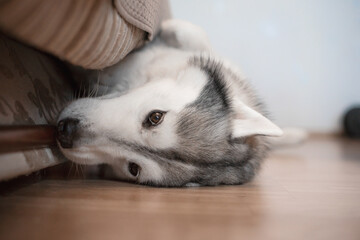 relaxed siberian husky dog laying on the floor