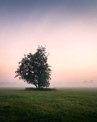 Fototapeta na wymiar Sonnenaufgang hinter einem einsamem Baum bei Nebel im Nuthe-Urstromtal in Deutschland.