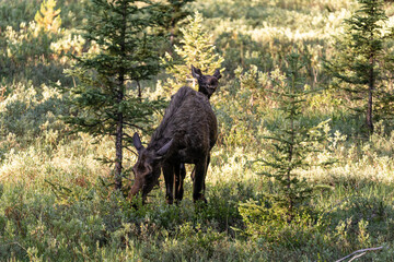 Two moose in a sunlit field near Yellowstone National Park at the border of Montana and Wyoming