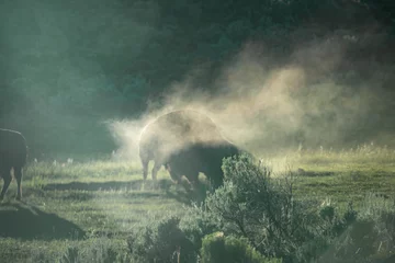 Foto op Plexiglas A bison stomps in a dust cloud in the Lamar Valley of Yellowstone National Park in Wyoming, Montana on a sunny summer morning © Sitting Bear Media